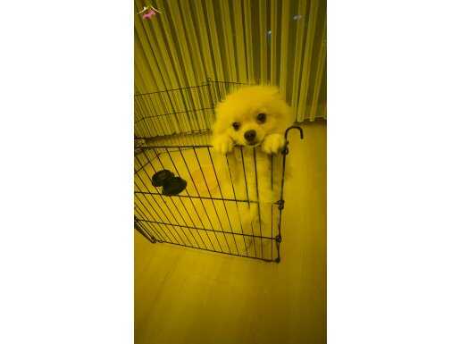 11 aylık Pomerian boo