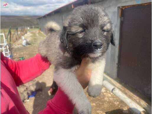 Safkan çoban köpekleri- sahiplendirme (Anne Altında sağlıklı