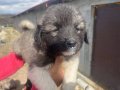 Safkan çoban köpekleri- sahiplendirme (Anne Altında sağlıklı