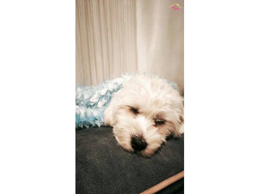 11 Aylık Erkek Yavrumuz İçin Yuva Arıyoruz