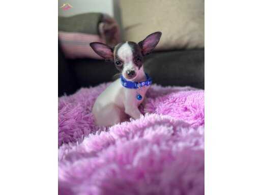 Erkek 3 buçuk aylık zeytin şivava