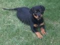 Rottwiller 