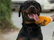 Acil Orjinal Dişi Rotweiler 