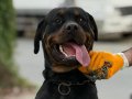 Acil Orjinal Dişi Rotweiler 