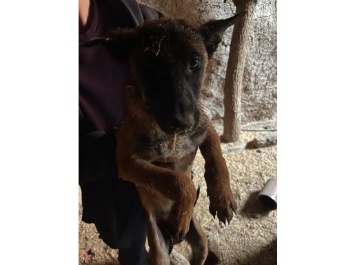 (Belçika Malinoisi 3 Aylık yavru Dişi)