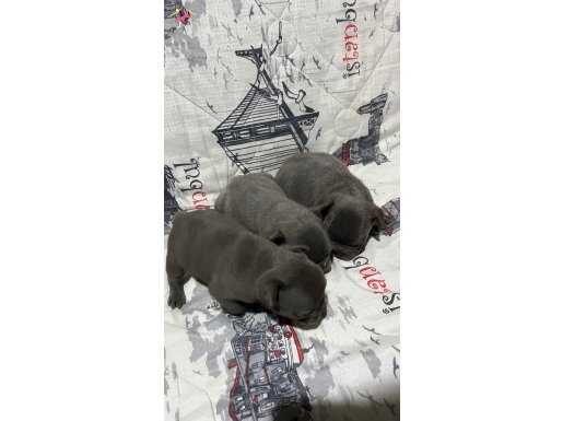Harika Fransız Bulldog Bebekler