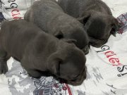 Harika Fransız Bulldog Bebekler