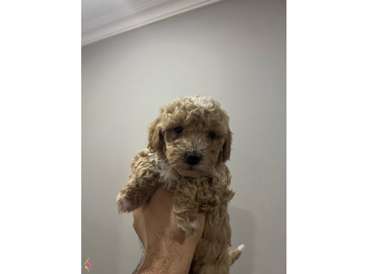 Toy poodle yavrular