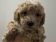 Toy poodle yavrular
