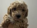 Toy poodle yavrular