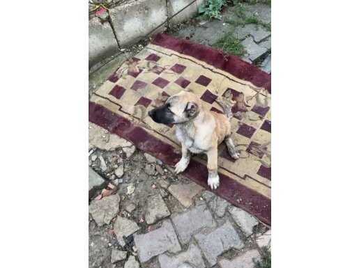 4 aylık yavru kangalı mız 