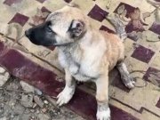 4 aylık yavru kangalı mız 