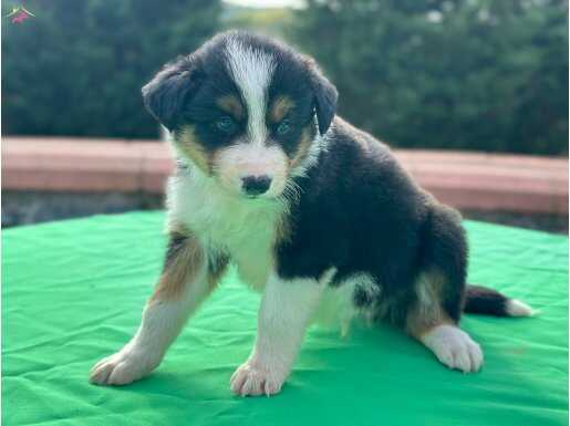 A Kalite Border Collie Bebeklerimiz