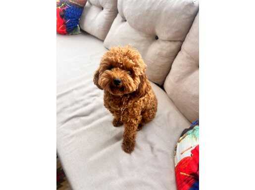 Pasaportlu Erkek Toy Poodle