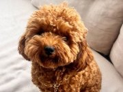 Pasaportlu Erkek Toy Poodle