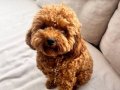 Erkek ToyPoodle Pasaportlu Çipli