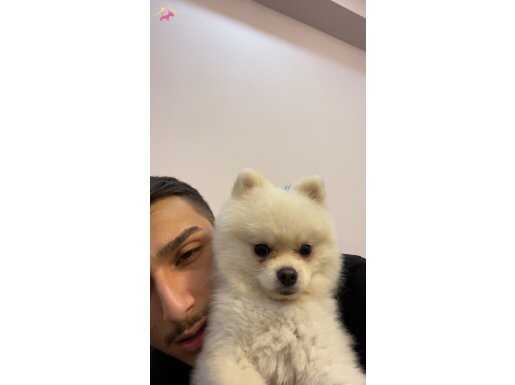 Eğitimli pomerian boo