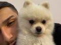 Eğitimli pomerian boo
