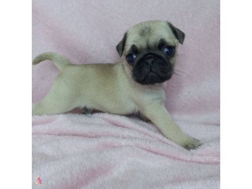 Pug mops bebekler