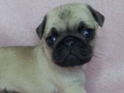 Pug mops bebekler