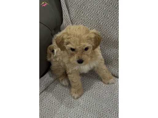 ( fiyati icinde malzemeleri dahil) kızımız yuvasını bekliyor