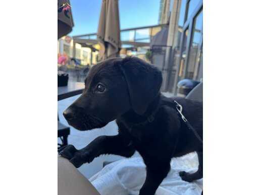 2,5 aylık erkek breton kırması (aşıları tam)