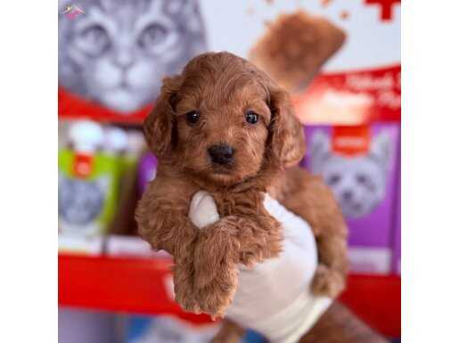 Tüy dökmeyen maltipo yavrumuz