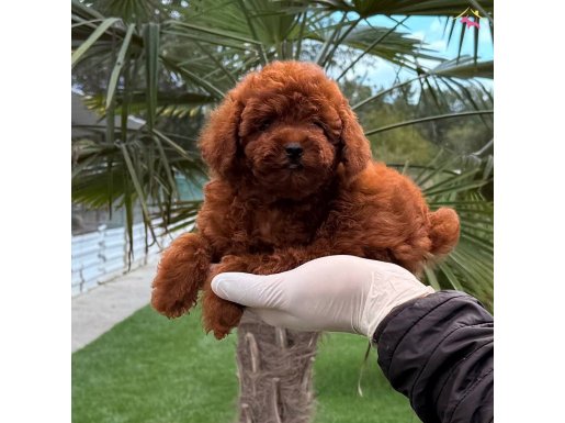 Kore poodle yavrum 
