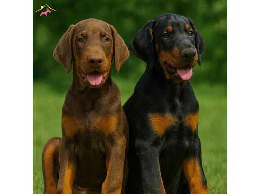 A secereli Doberman yavrular<KUSURSUZ KAN HATTI>