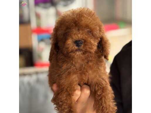 Çok özler Toypoodle yavrular