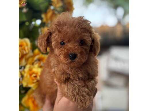 Tüy dökmeyen elit Maltipoo yavrular 