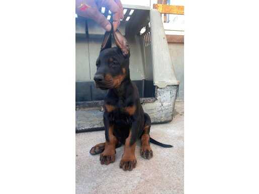 Şampiyon adayı yavrular 