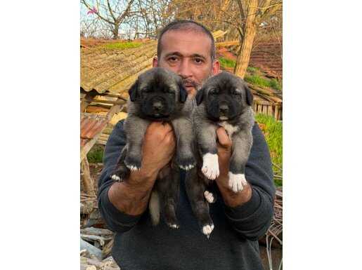 Karakırçıl yavrular 