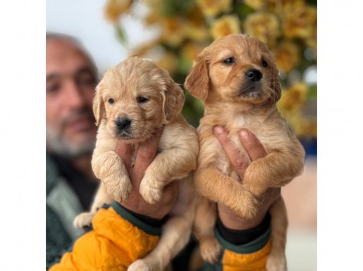 Altın Golden Bebekler
