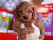 Tüy dökmeyen maltipo yavrumuz