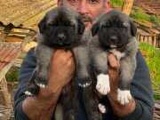 Karakırçıl yavrular 