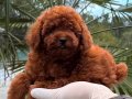 Kore poodle yavrum 