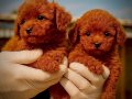 Tüy dökmeyen poodle yavru