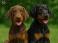 A secereli Doberman yavrular<KUSURSUZ KAN HATTI>