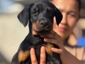 King doberman yavru 