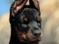 King doberman yavru 