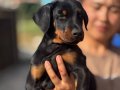 King doberman yavru 