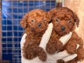 Kore poodle yavrular