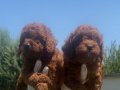 Kore poodle yavrular