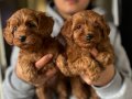 Safkan orijinal Maltipoo yavrular
