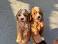 Safkan orijinal Maltipoo yavrular