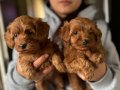 Safkan orijinal Maltipoo yavrular