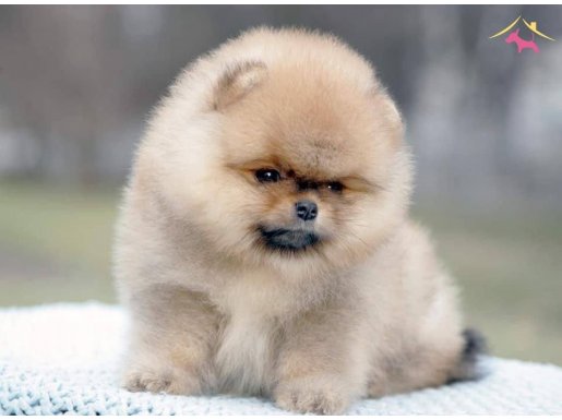 Secereli Anne ve Babadan Pomeranian Boo Teddy Bear Yavru