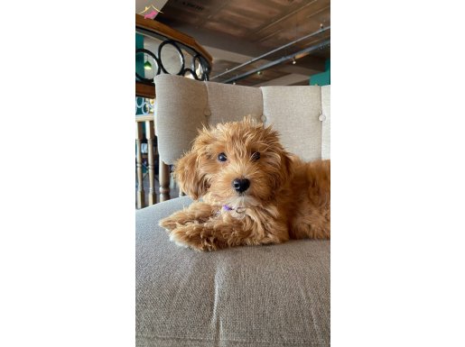 Evcimen Uslu Maltipoo