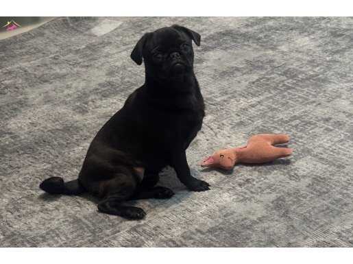 Sevimli Pug